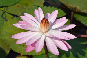 Image - fleur_de_ne__nuphar.jpg